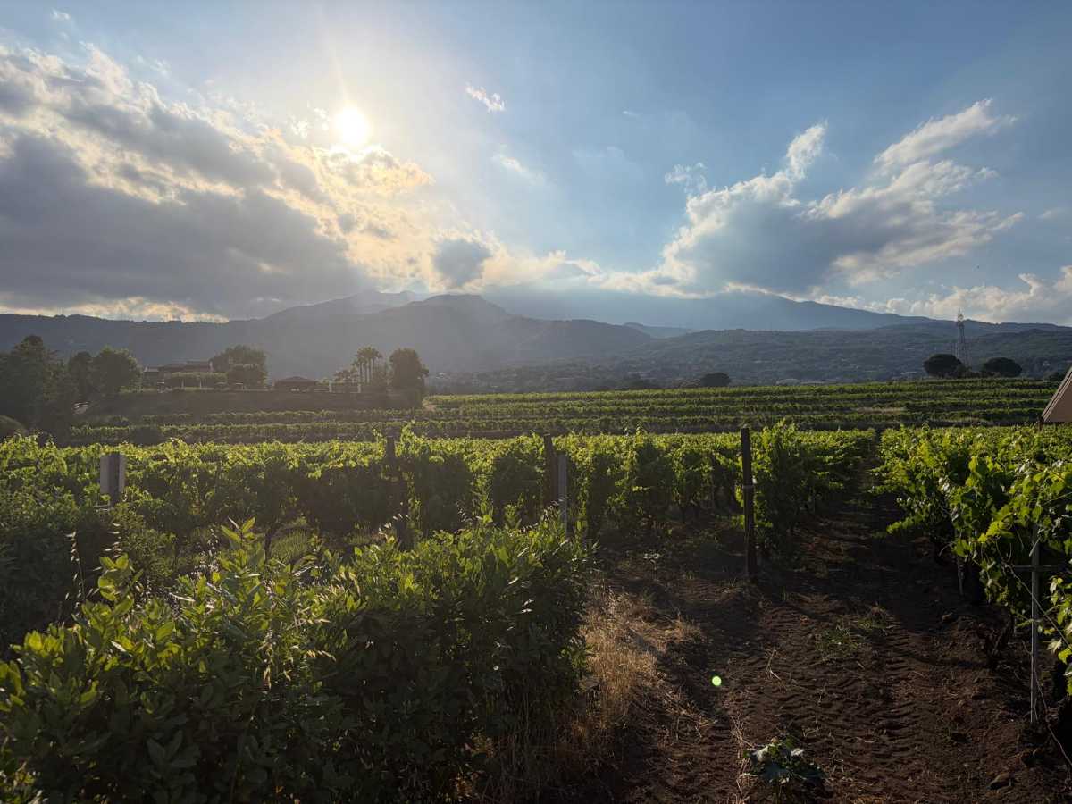 Vigneti