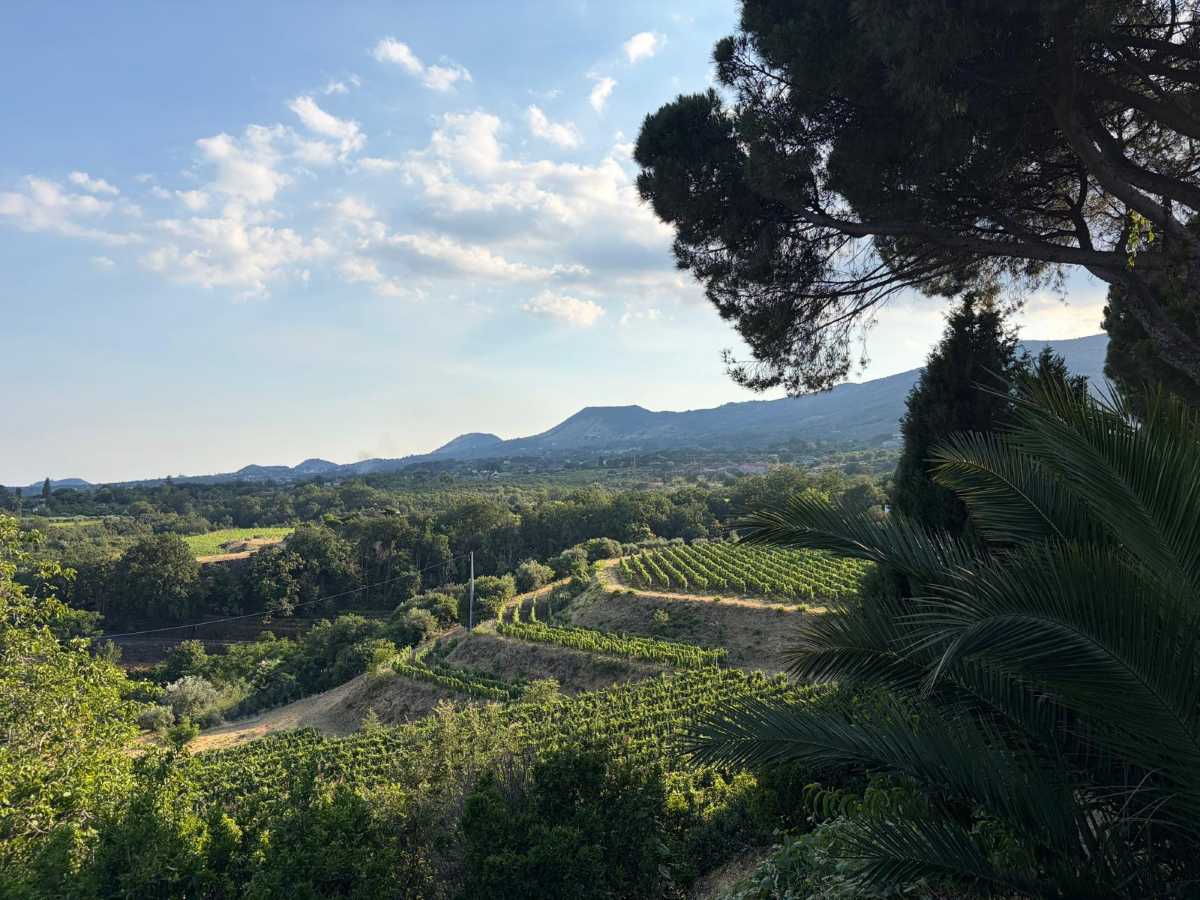 Vigneti